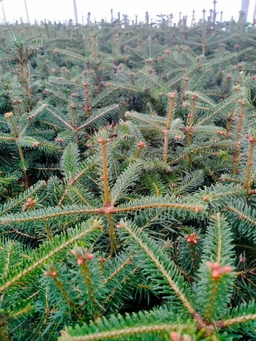 Jodła kaukaska WYSYŁKA Abies nordmanniana Ambrolauri