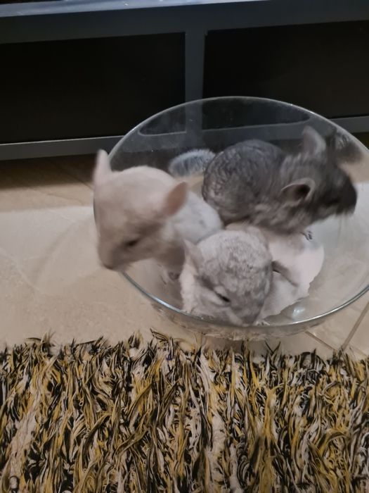 Szynszyle różne kolory