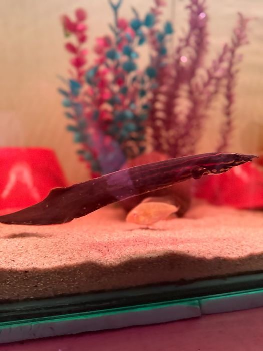 Vendo enguia fire eel