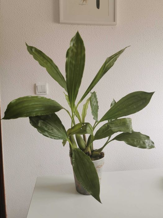 Coelogyne Tomentosa (orquidea perfumada)