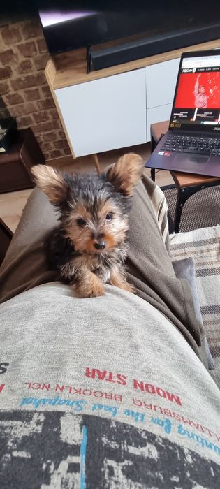 YORK szczeniak piesek