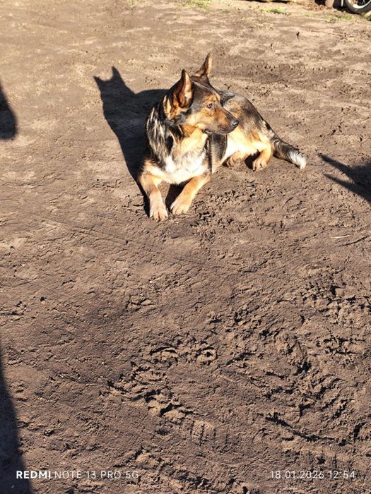 Suczka mieszana- owczarek niemiecki