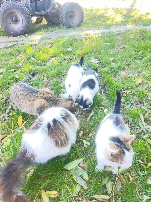 Котики продаються