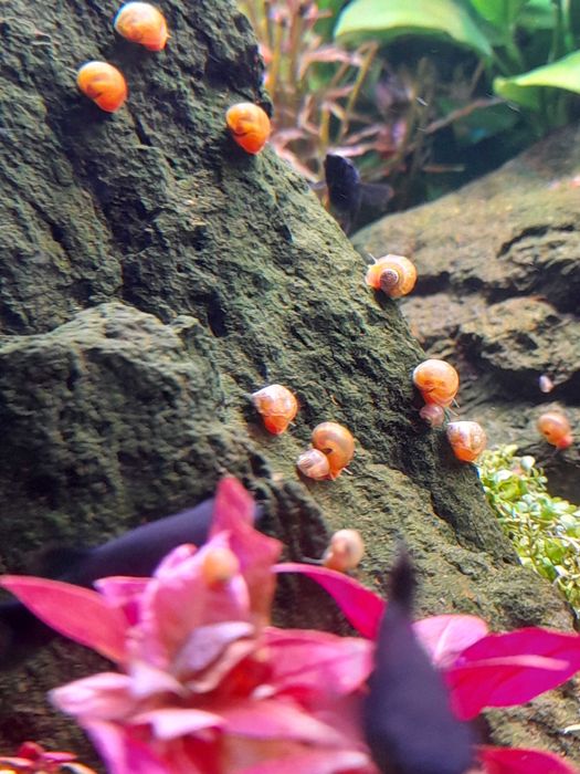 Caracóis Aquário Planorbis Vermelhos