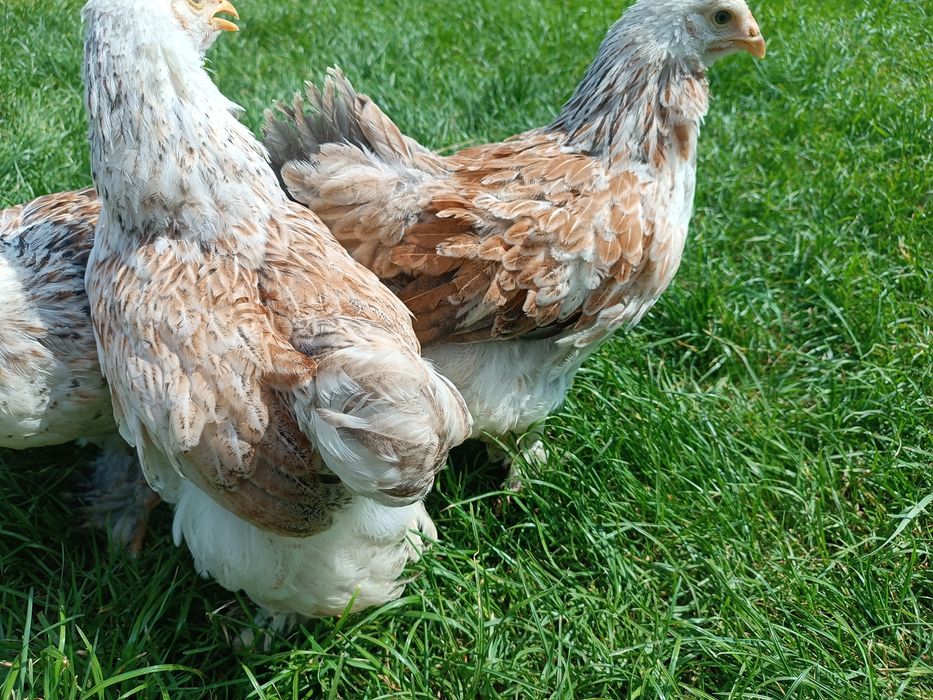 Брама Лосось гарнюні