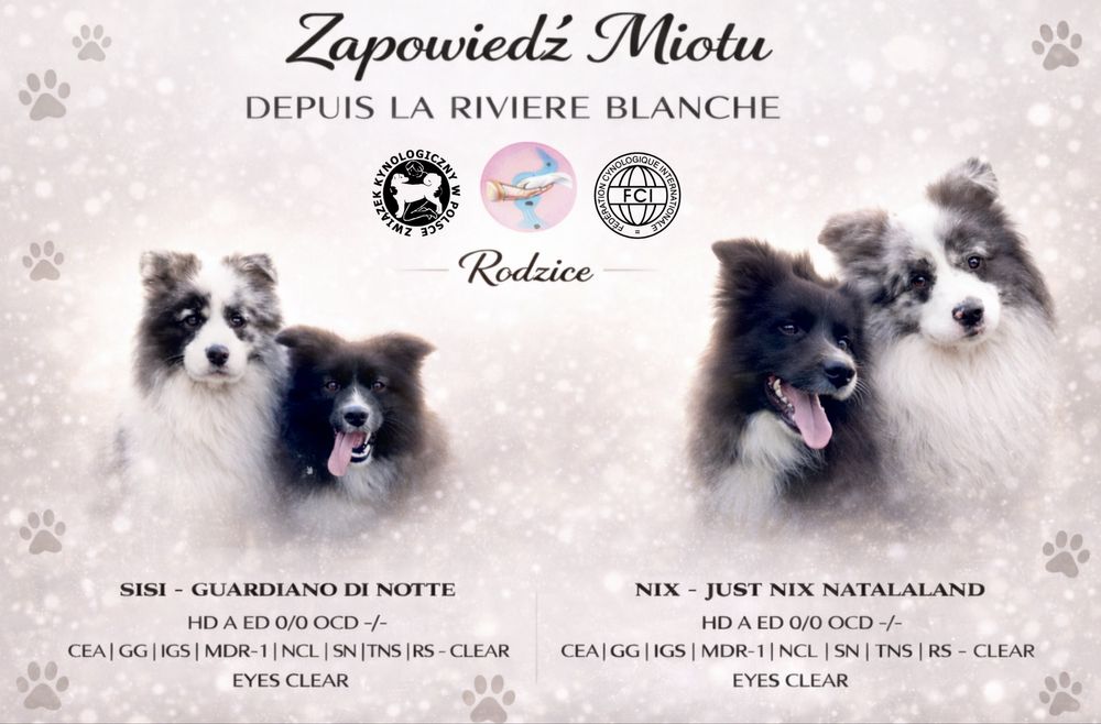 Border Collie Hodowla FCI