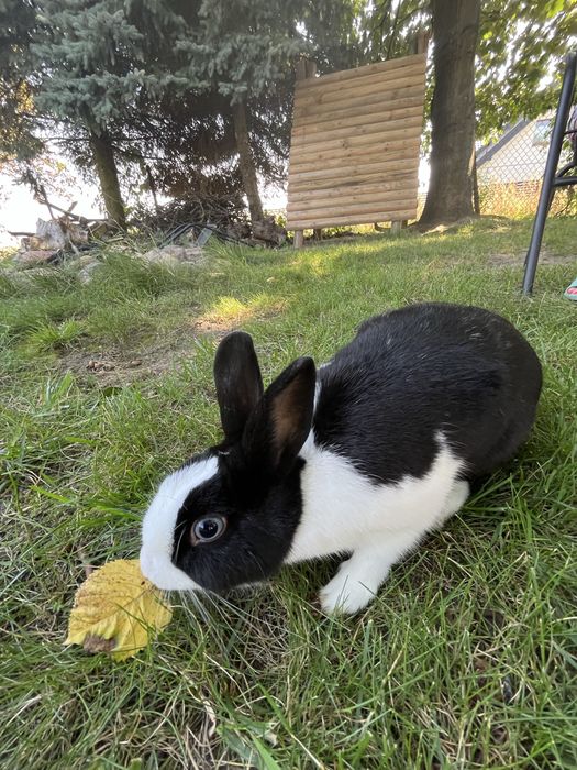 Królik Miniaturka