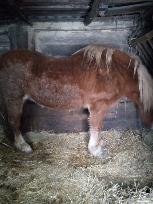 Кобила запряжна робоча спокойна
