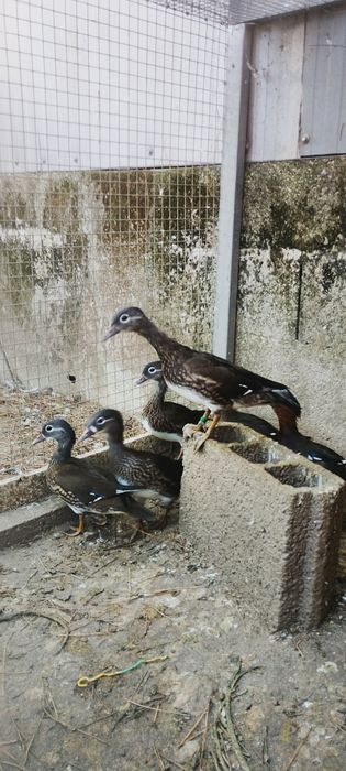 Patos mandarins de 2026