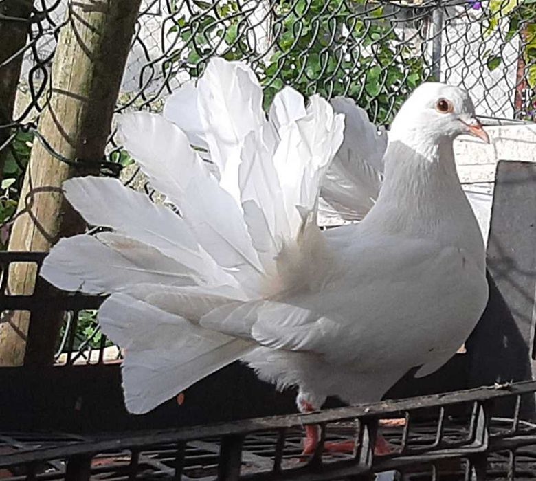 Casal de pombos cauda de leque  prontos a procriar