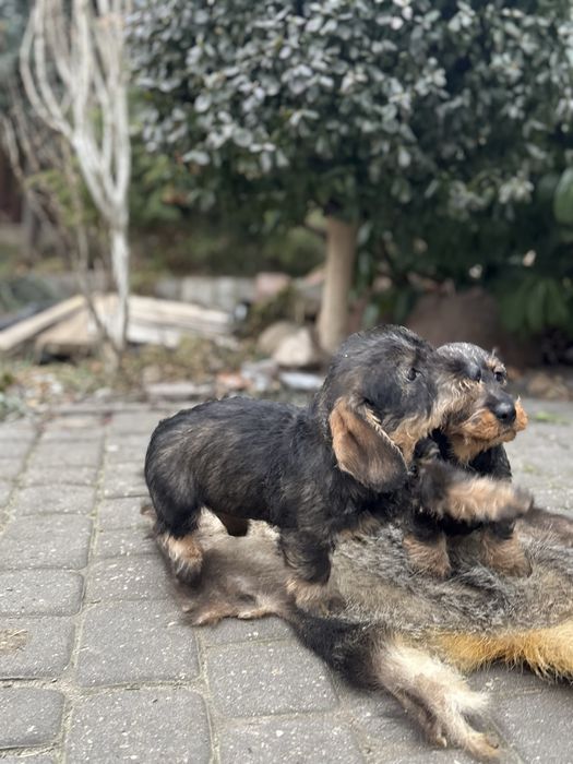 Jamnik szorstkowłosy