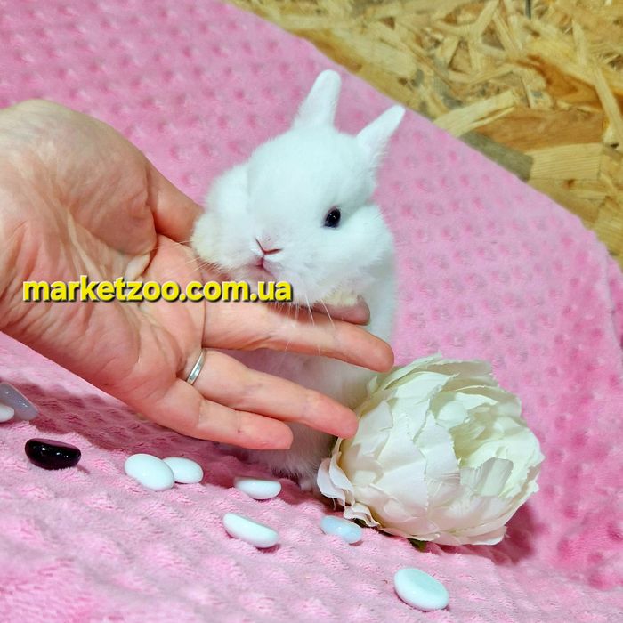 Міні гермелін,найменші кролики,карликові,карликовые,мини,декоративні