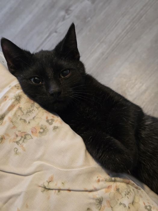 Najsłodszy kot kociak kocurek do adopcji