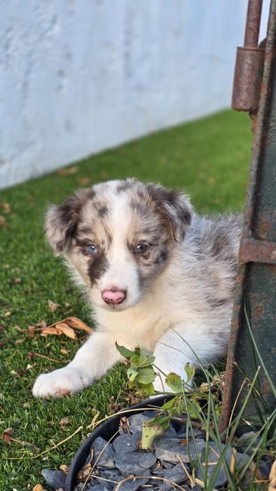 Border Collie Red Merle Macho (Olho azul e verde)