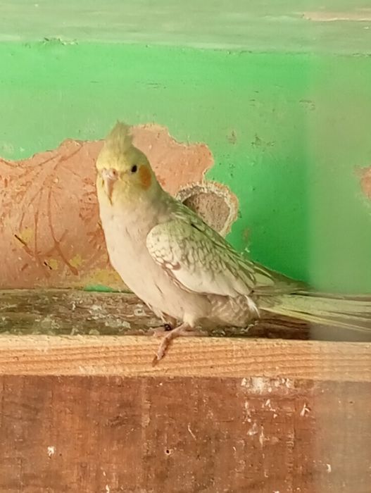 Sprzedam samca lub zamienię na samiczke