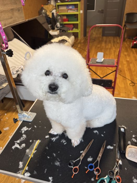 Груминг с любовью