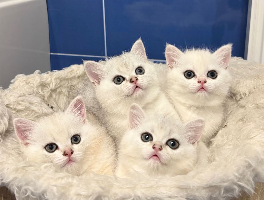 Британські кошенята, срібної шиншили.