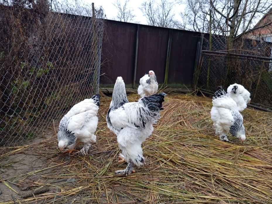 Продається сім'я світлої брами