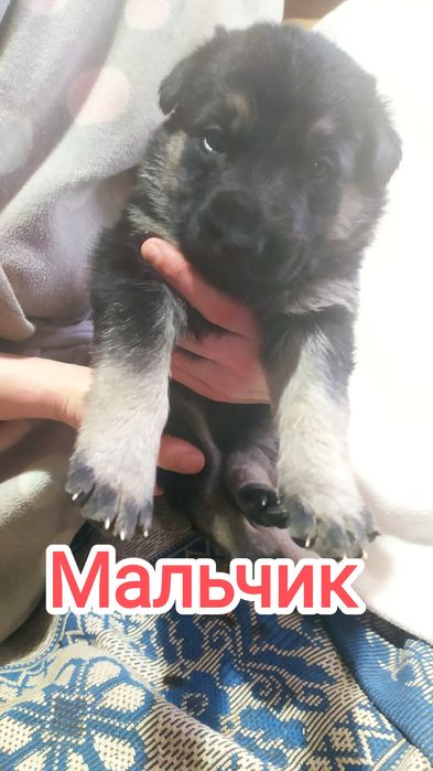 Продам щенков овчарки (ГОТОВЯТСЯ К ПРОДАЖЕ)