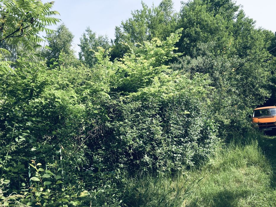 Земельна ділянка в Лісі 18сот. с.Вишнів, 10км.- Луцьк