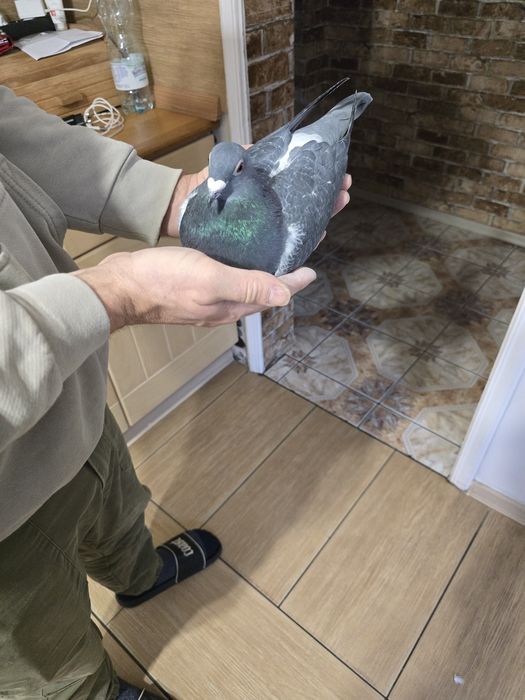 Gołębie pocztowe 74