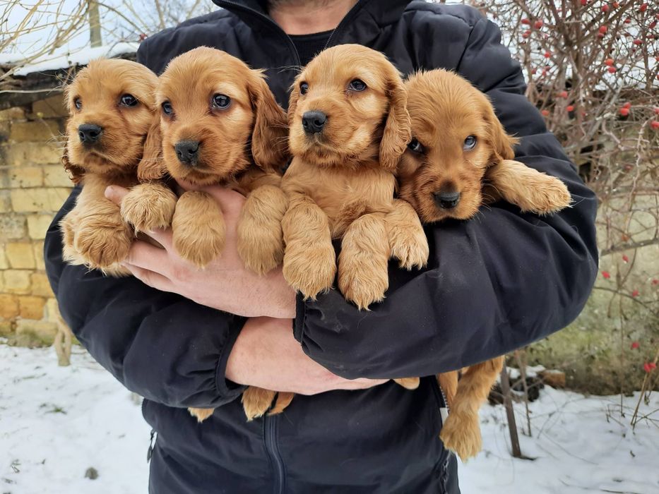 Неотразимые Мальчики Девочки Спаниели