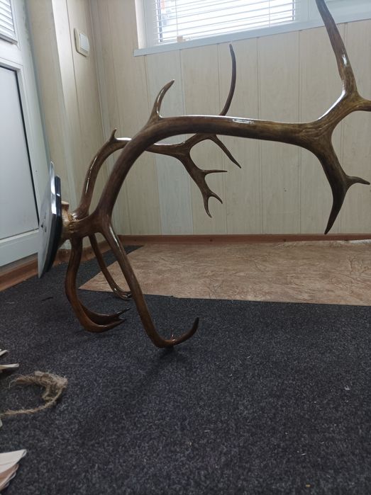 Рога северного оленя