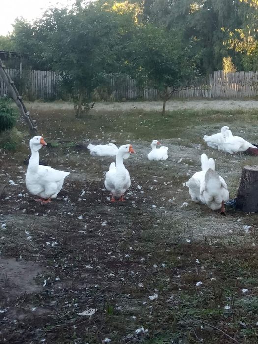 Продам гусей породи Холмогор