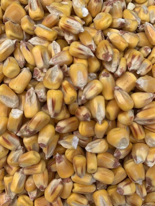 Продамо кукурудзу