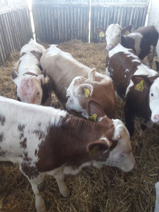 Burzenin sprzedaż cielaków Polskich byczki i jałówki