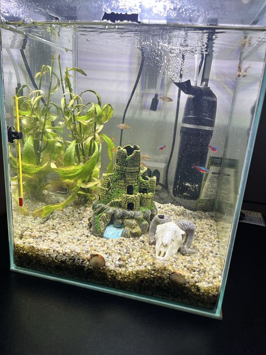 Akwarium kostka Aquael  30l ,slimaki military
