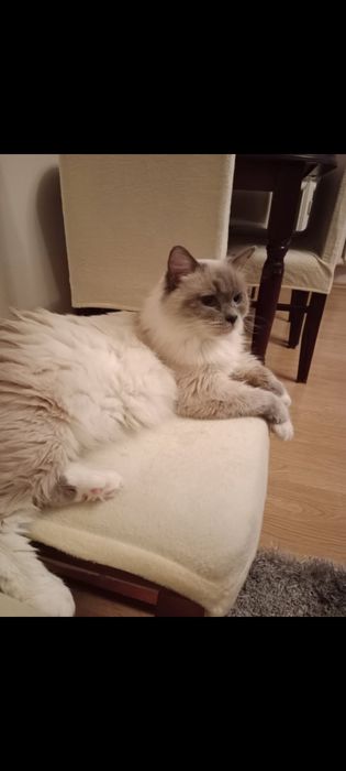 Śliczny kocurek ragdoll