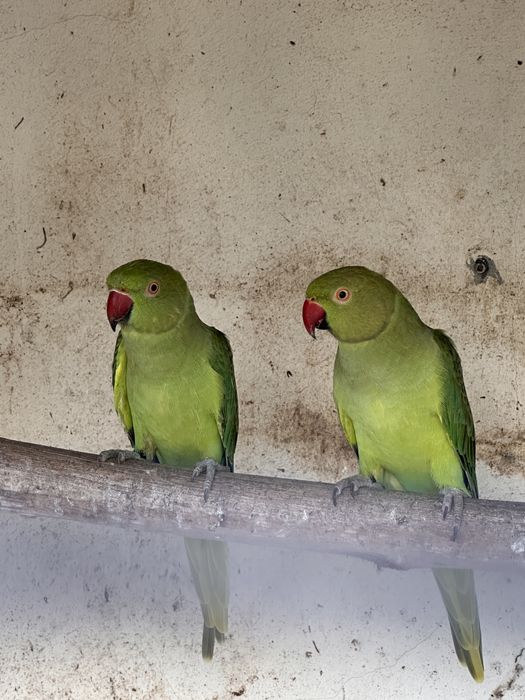 Ring Necks Verde