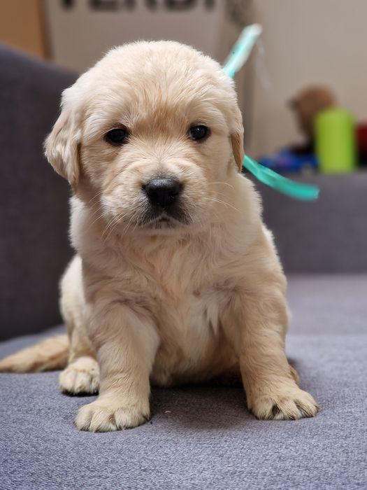 Цуценята золотистого ретривера