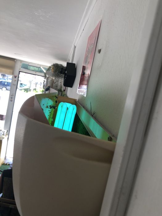 Insetocaçador captador