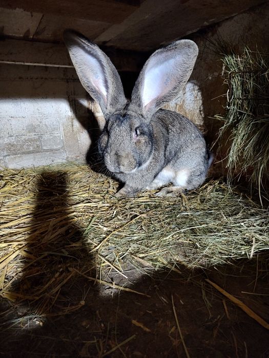 Olbrzym belgijski szary