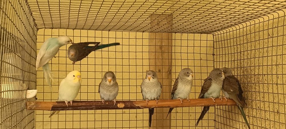 Periquitos asas negras azuis