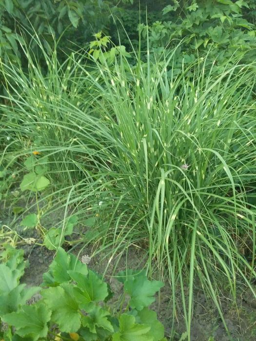 Мискантус зебрина, злак, многолетний