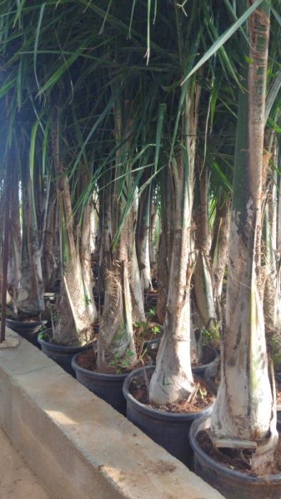 Coqueiros 300CM-350CM-400CM