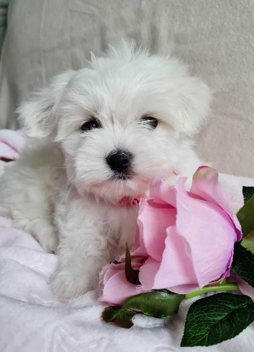 Suczka maltańczyk 10 tygodni. Piękna-czysto-biała.