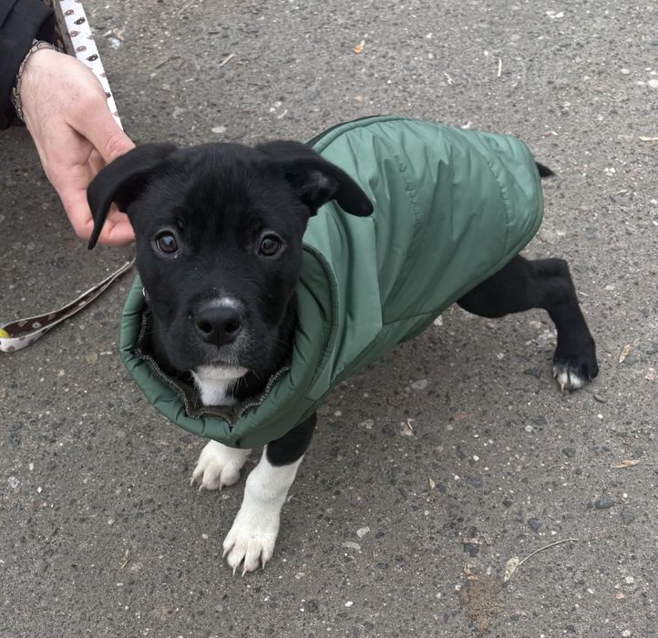 Oddam suczke 5miesiecy