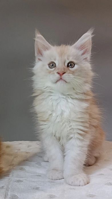 Мейн Кун кот для вязки