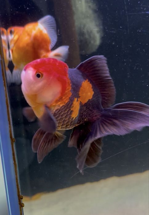 Welon Oranda tricolor