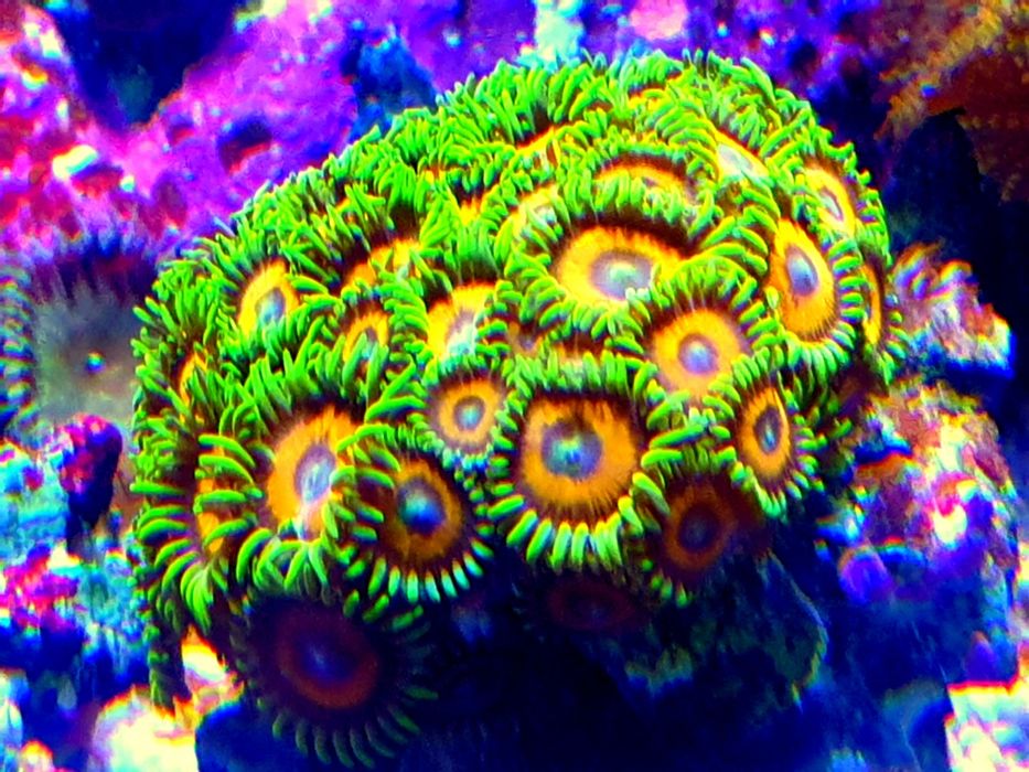 Corais vários frags Caulustreia Hulk