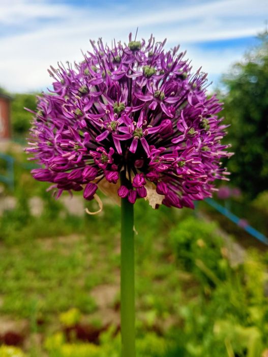 гіганський амбрасадор.