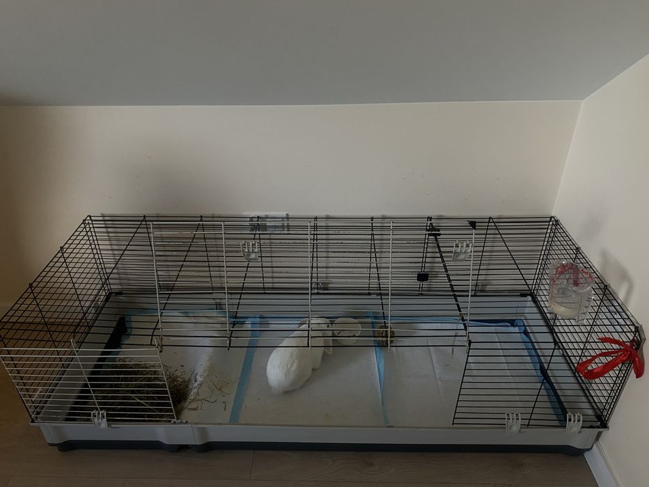 Królik miniaturka