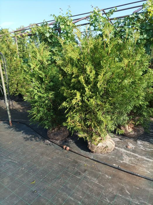 tuja brabant 160-180 cm