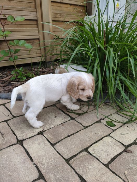 Cocker Spaniel Angielski