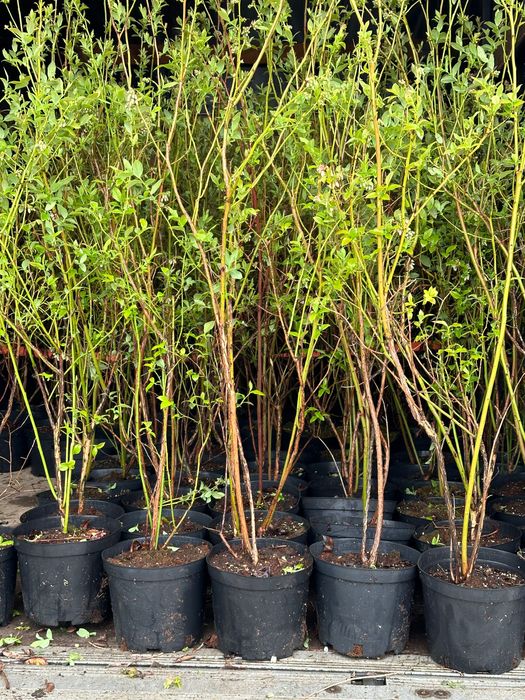 Sadzonki borówki amerykańskiej różne odmiany CAC, paszporty