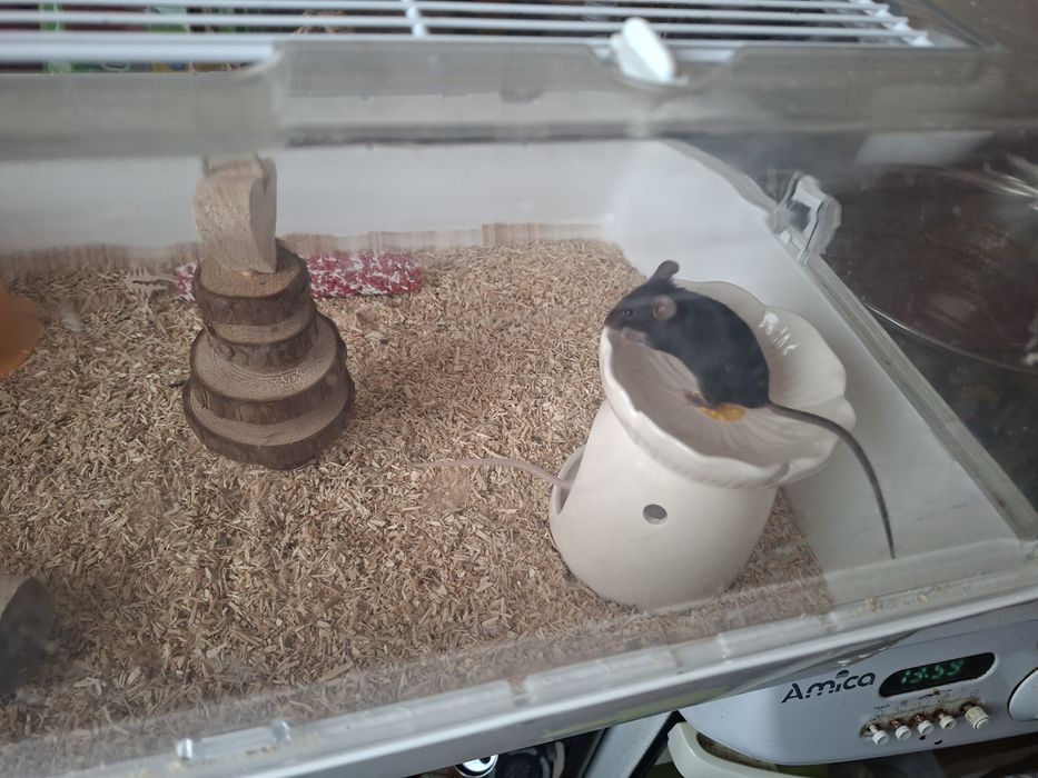 Myszki domowe młode